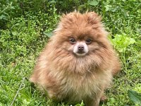 Pomeranian boo