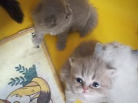 Bayram şekerleri kediler