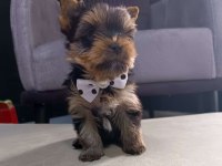 Kg garantili mini boy Yorkshire Terrier erkek yavru
