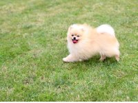 Pomeranian erkek
