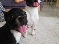 3 YAŞINDA DİŞİ FRENCH BULLDOG