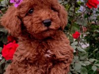 Güzeller güzeli toy poodle yavrularımız