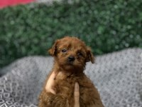 KORE BABADAN POODLE BEBEKLER