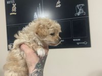 Bebişlerim kore anne kore babadan olma safkan maltipoo