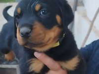 Rottweiler yavrular