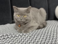 Minik british shorthair dostumuza yuva arıyoruz