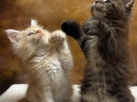 MCO polydactyl erkek ve dişi wcf kayıtlı maine coon