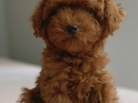 KDF kayıtlı babadan ev doğumlu Toy Poodle
