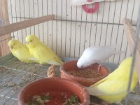 Rengarenk muhabbet kuşu yavrular