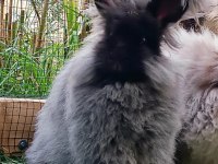 Şecereli Angora Tavşanı
