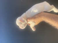 New Shade Plantiyum İsabella Erkek French Bulldog