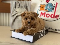 Petmode köpek çiftliğinden tea cup morkie