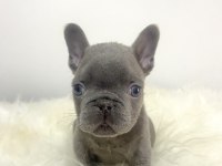Renkli Gözlü Irk Garantili French Bulldog Yavrum