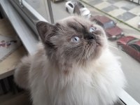 Anne Ve İki Yavru Kedimiz