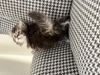British longhair özel renk