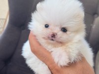 Kg garantili cep boy pomeranian yavrular max 2 kg