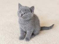 Mükemmel British Shorthair Golden Blue ve Bicolor Yavrular