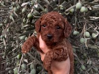 Güvenilir ve referanslı çiftlikten toy poodle bebekler