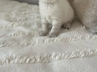 2 aylık british shorthair blue point