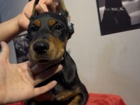 Hedefinizde kaliteli doberman varsa bekleriz
