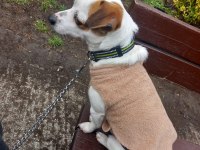 2 yaşında küçük ırk Jack Russell Terrier
