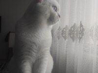 British shorthair cinsi beyaz kedimiz