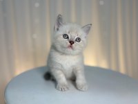 Birbirinden güzel safkan yavru kediler