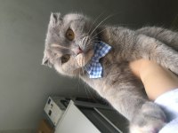 Scottish fold lilac