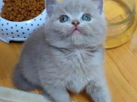 Gri Lilac Dişi Erkek British Shorthair Yavrular