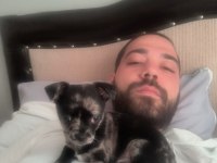 Chihuahua erkek egzotik renkli 60 günlük