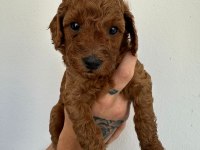 Toy poodle köpeği