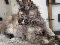 Maine Coon dişi black tortie pet şecereli