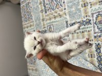 Scottish fold yavrular sahibini bekliyor