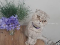 Ücretsiz sahiplendirme 3 yaşında scottish fold