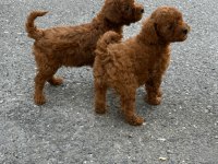 Irk garantili toy poodle yavrular