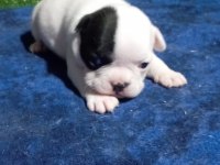 French bulldog yavrumuz