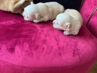 Güzel pekinez bebekler yeni yuvalarını arıyor