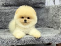 Güzeller Güzeli Pomeranian Oyuncu Yavrularımız