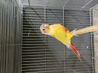 Sunchek Erkek Konur Papağanı