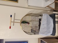 Green Cheek Conure (Yeşil Yanaklı Konur)