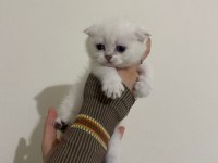 SAFKAN SCOTTİSH FOLD BRITISH SHORTHAIR YAVRULARIM