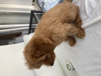 3.5 aylık poodle (Yalnızca Bursa İçi)