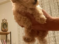 maltipoo yavrular (sağlık ve ırk garantili)