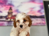 Hem şeker hemde kıvır kıvır maltipoo