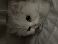 Dişi British Longhair 1,5 Yaşında