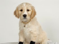 Sevimli dost canlısı golden retriever