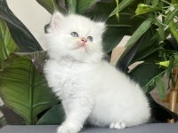 Safkan ve Şecereli Üstün standart Mükemmel Kedimiz