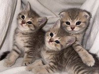 Çok Sevimli British Shorthair ve Scottish Fold Yavrular