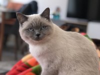 British shorthair kedisi