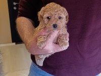 Toy Poodle Yavrumuz